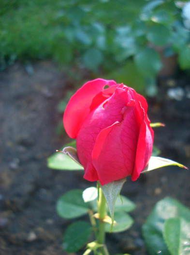 Red Eden Rose • Eric Tabarly • MEIdrason (Climber Romantica; Meilland 2002)