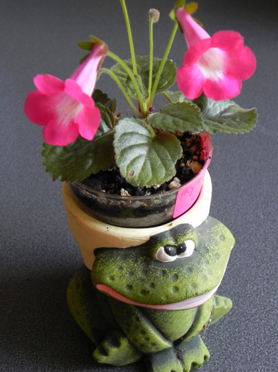 HCY cherry blossom - Sinningia