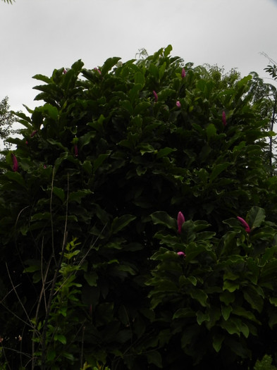 reinfloreste magnolia  Susan