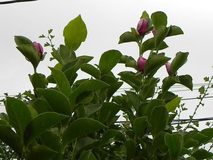 si magnolia soulangeana