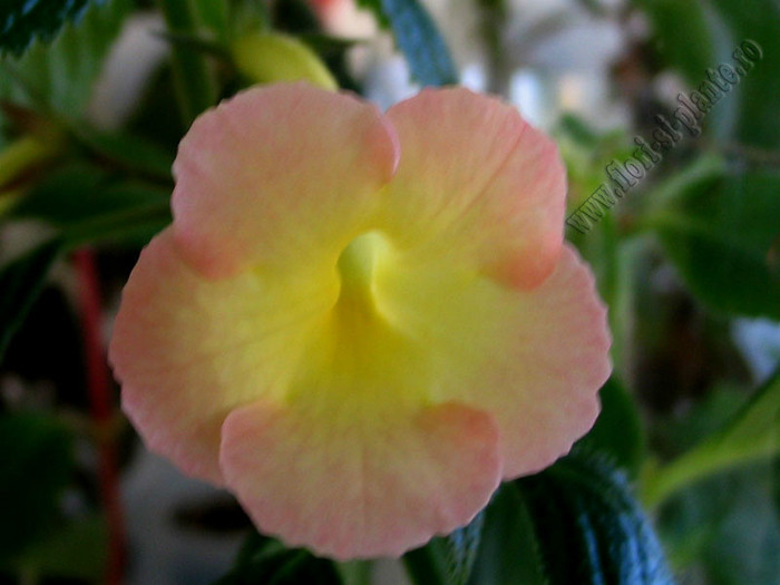 NEW -  Strawberry Lemon - ACHIMENES II