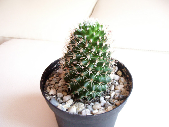 Mammillaria backebergiana