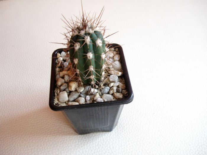 Stetsonia coryne - Cactusi si suculente