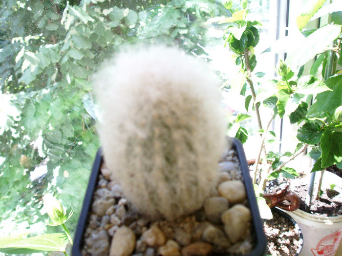 espostoa - Cactusi si suculente