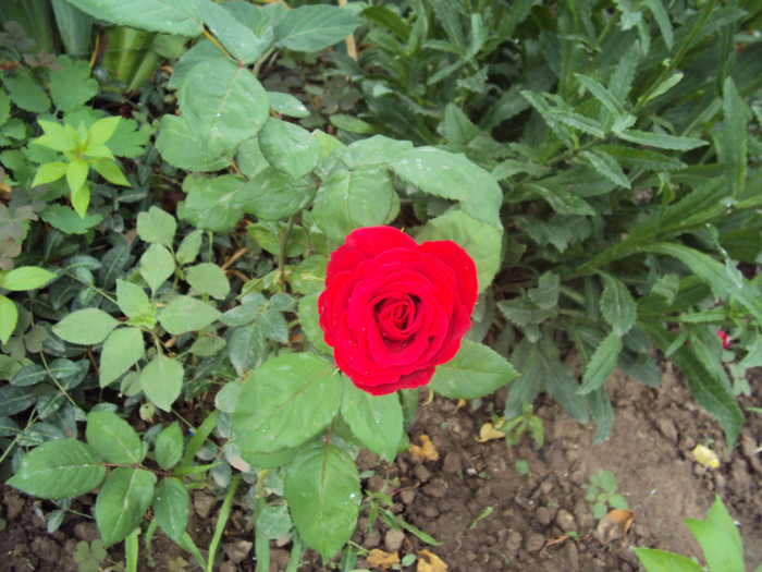 DSC00797