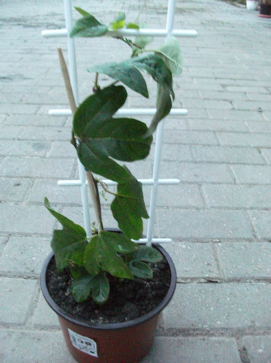 Multumesc ramonna - Passiflora