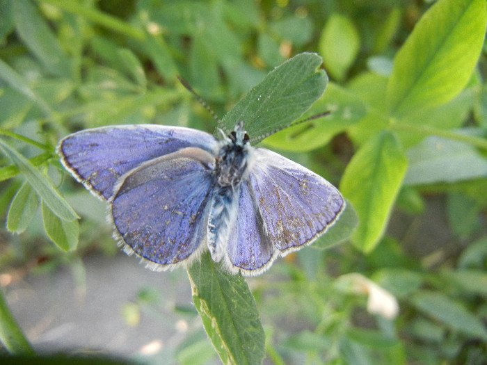 Holly Blue Butterfly (2012, June 22) - Holly Blue Butterfly