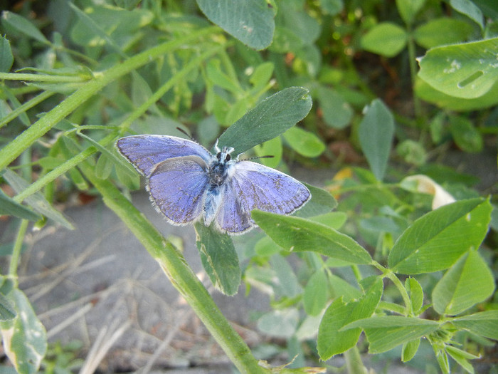 Celastrina argiolus (2012, June 22) - Holly Blue Butterfly