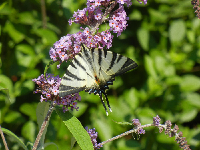 Papilio glaucus (2012, June 22) - Eastern Tiger Swallowtail