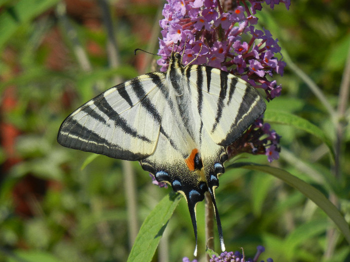 Papilio glaucus (2012, June 22) - Eastern Tiger Swallowtail