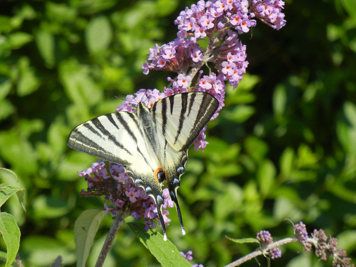 Papilio glaucus (2012, June 22) - Eastern Tiger Swallowtail