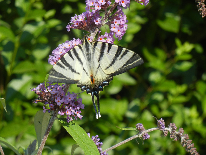 Eastern Tiger Swallowtail (2012, Jun.22)