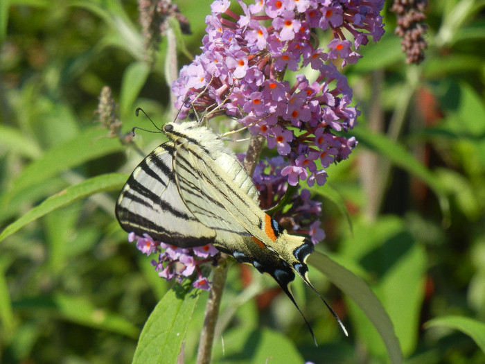 Eastern Tiger Swallowtail (2012, Jun.22) - Eastern Tiger Swallowtail