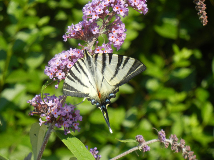 Eastern Tiger Swallowtail (2012, Jun.22)