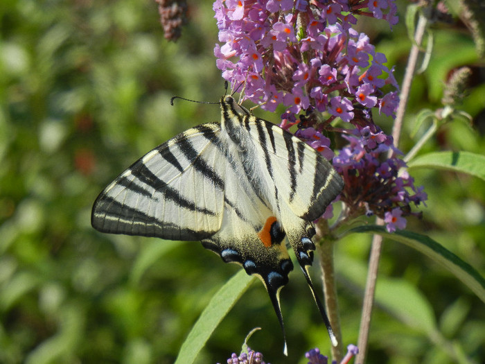 Eastern Tiger Swallowtail (2012, Jun.22) - Eastern Tiger Swallowtail