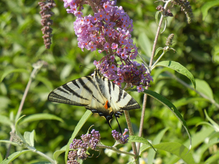 Eastern Tiger Swallowtail (2012, Jun.22) - Eastern Tiger Swallowtail