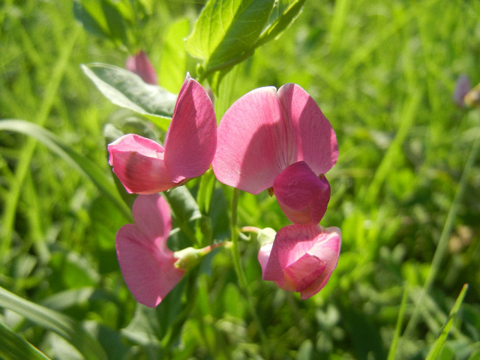 Lathyrus latifolius (2012, June 22) - Lathyrus latifolius