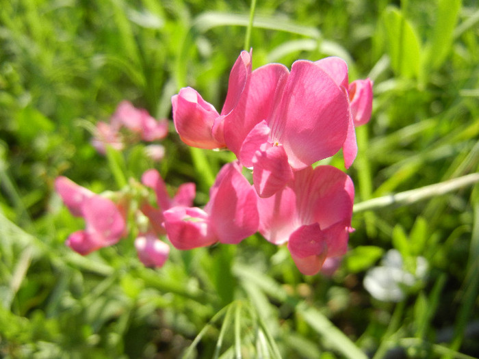 Lathyrus latifolius (2012, June 22) - Lathyrus latifolius