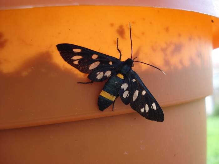 Nine-spotted moth, 11jun2009; Amata phegea, Synthomis phegea.
