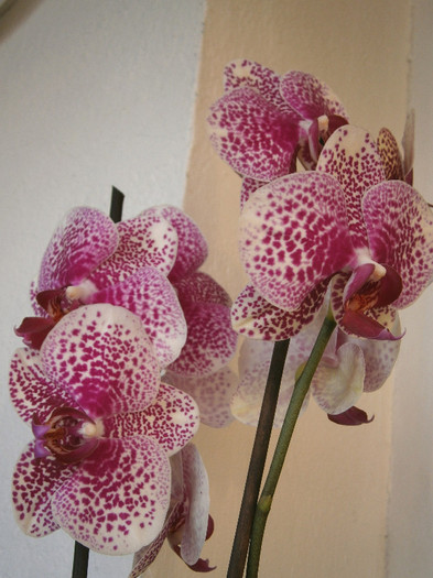 Dtps. I-Hsin Sun Beauty