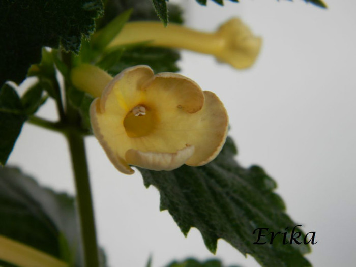 Amie Saliba 24-06-2012 - ACHIMENES  - varietati