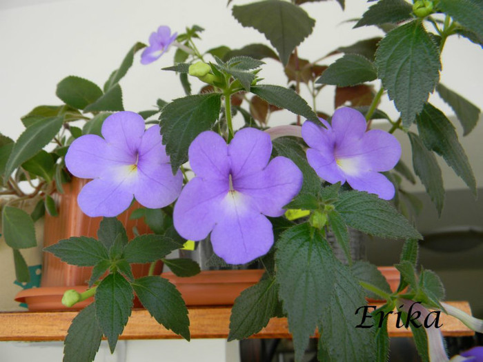 Annie Belle 24-06-2012' - ACHIMENES  - varietati