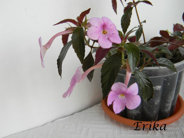 Dot 24-06-2012 - ACHIMENES  - varietati