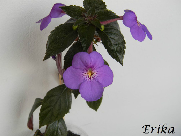 Electra 24-06-2012' - ACHIMENES  - varietati