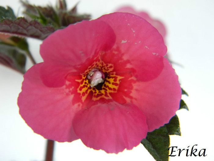 Hard to Get 24-06-2012 - ACHIMENES  - varietati