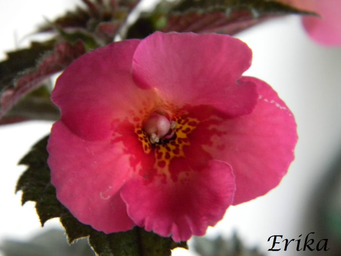 Hard to Get 24-06-2012' - ACHIMENES  - varietati