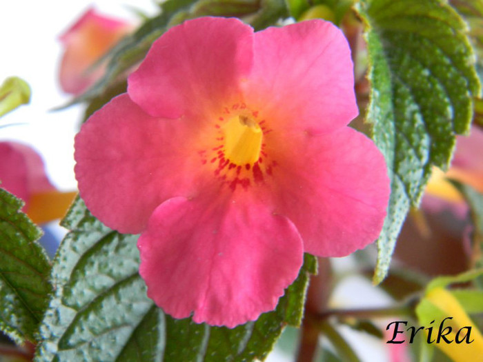 Ice Tea 24-06-2012 - ACHIMENES  - varietati