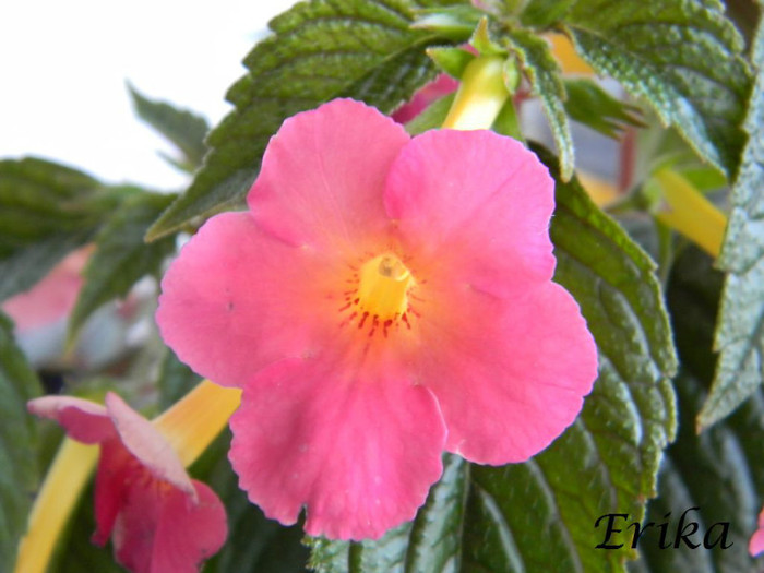 Ice Tea 24-06-2012' - ACHIMENES  - varietati