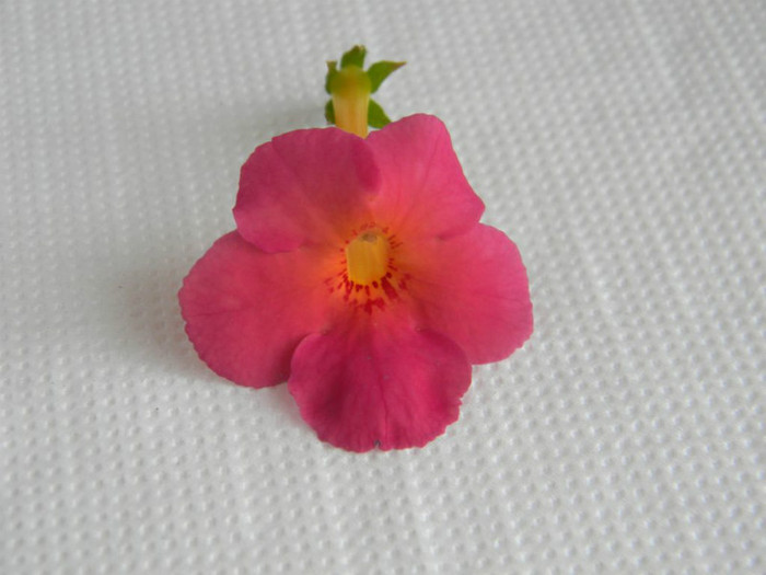 Ice Tea' - ACHIMENES  - varietati