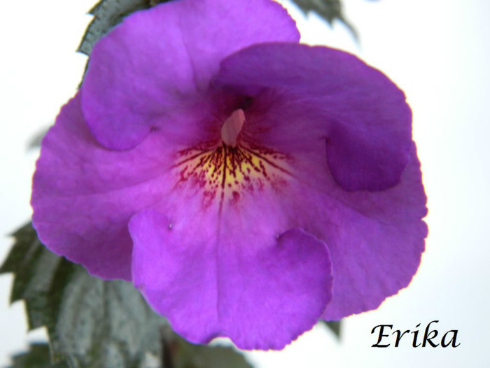 Klaus Neubner 24-06-2012