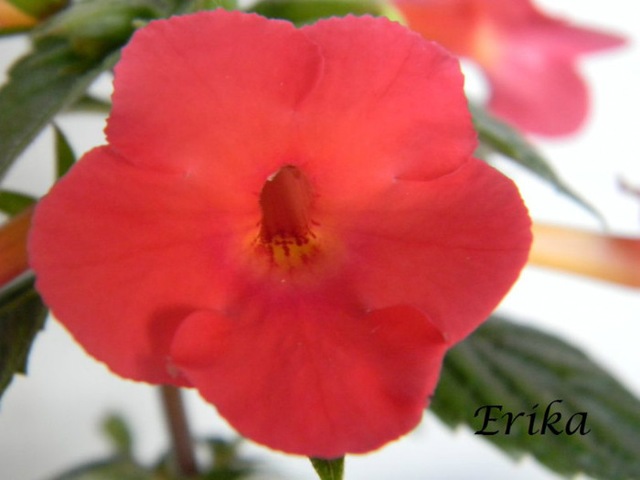 Orange Delight 24-06-2012' - ACHIMENES  - varietati