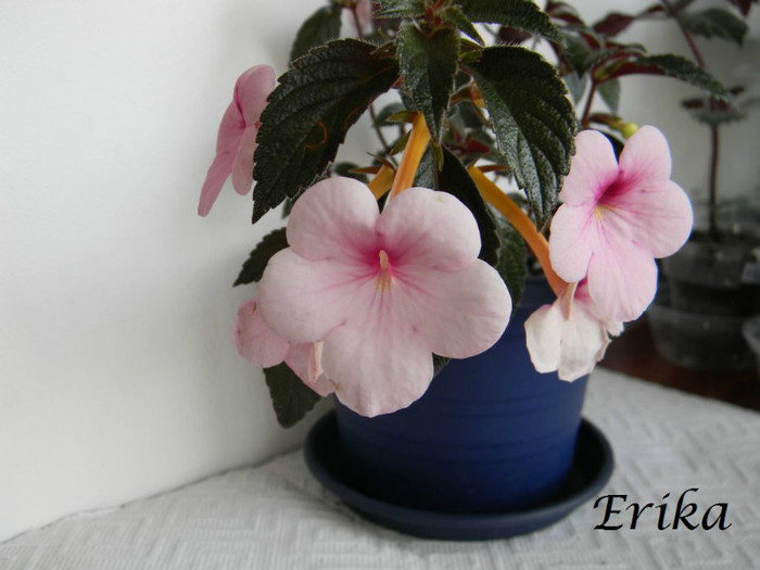 Peach Blossoms 24-06-2012 - ACHIMENES  - varietati