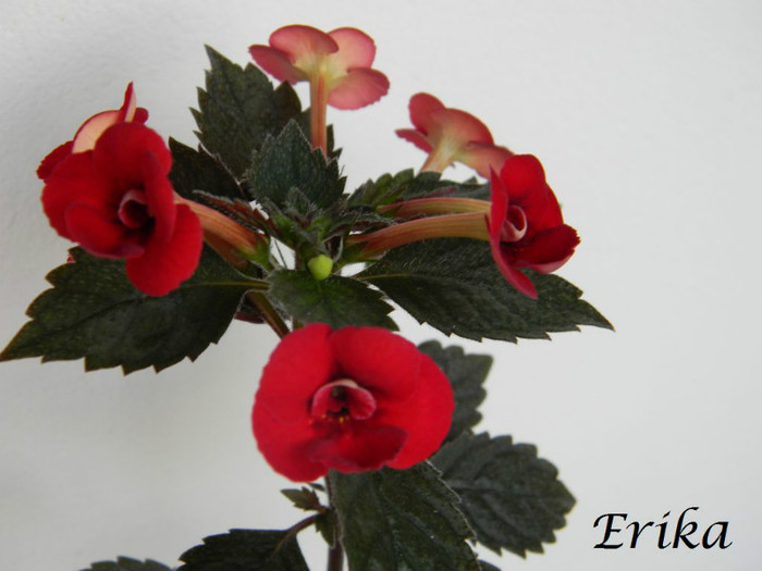 Petite Fadete 24-06-2012'