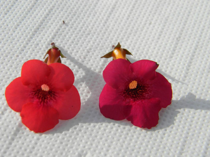 Red Elfe - Weinrot Elfe'