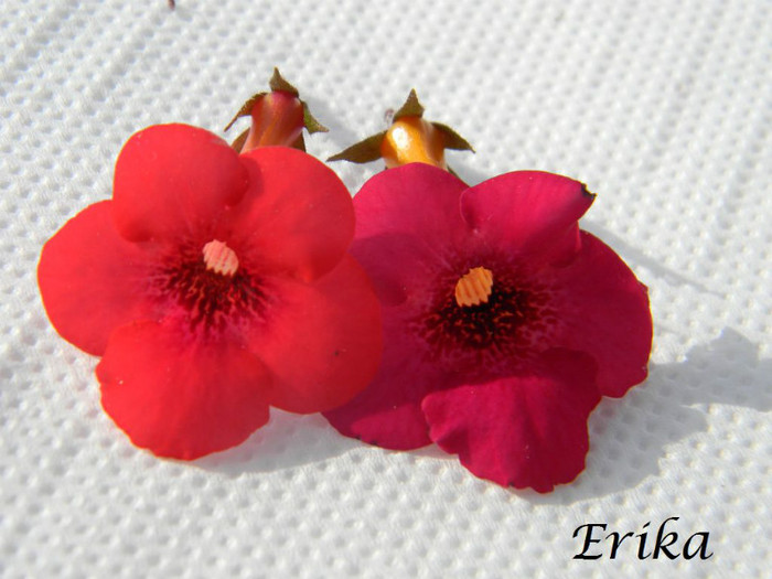 Red Elfe - Weinrot Elfe''