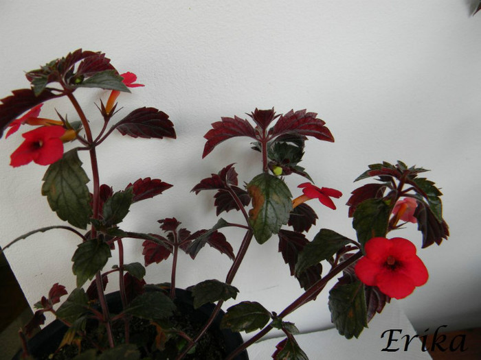 Red Elfe 24-06-2012 - ACHIMENES  - varietati