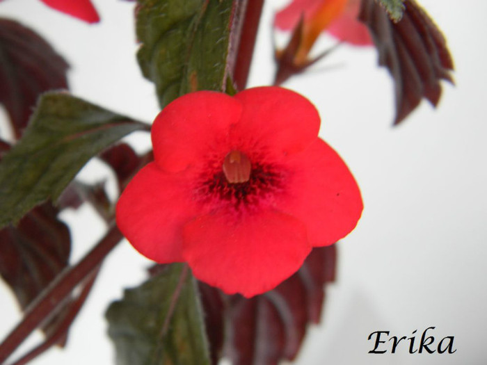 Red Elfe 24-06-2012' - ACHIMENES  - varietati