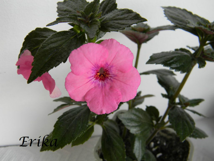 Rose Dream 24-06-2012'