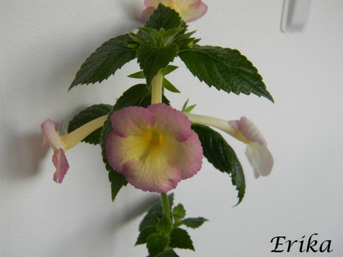 Sauline 24-06-2012' - ACHIMENES  - varietati