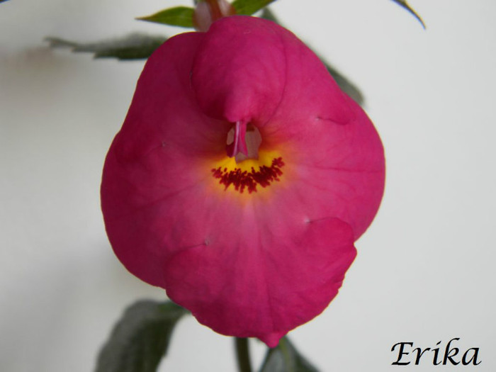 Tracey Thornely 24-06-2012 - ACHIMENES  - varietati