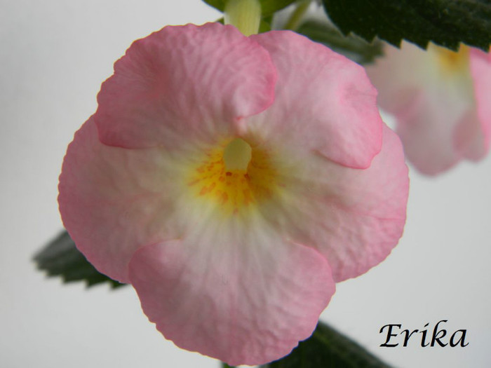 Vie en Rose 24-06-2012