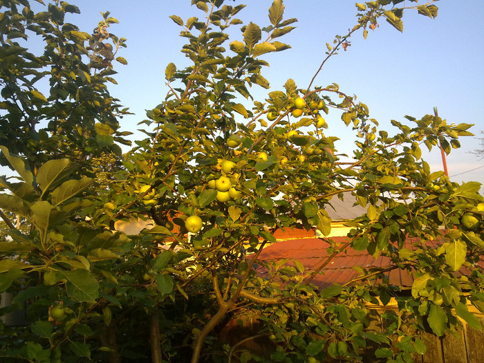 24.06.2012 LA  APUS - 0021 GRADINA in 2012