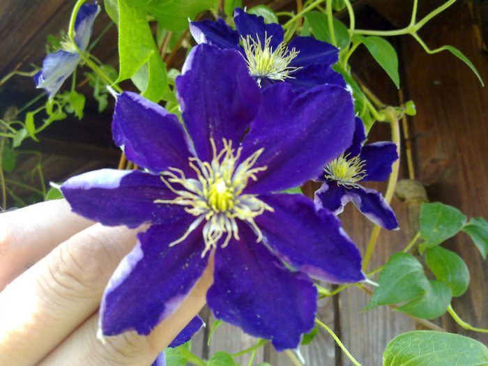 230620122480 - CLEMATITE 2012