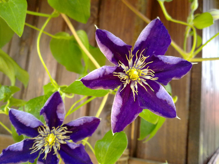 230620122479 - CLEMATITE 2012