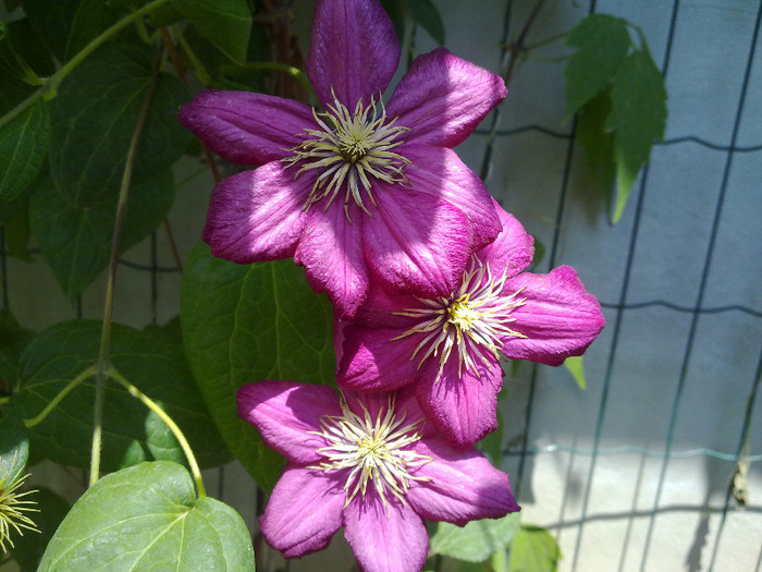 230620122482 - CLEMATITE 2012