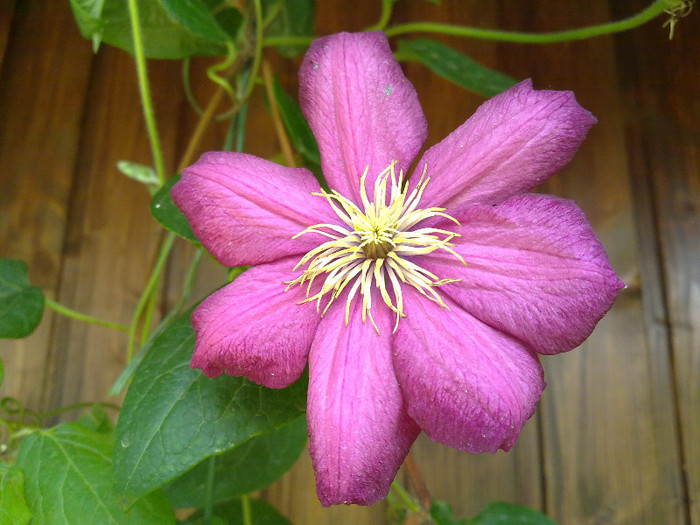 230620122481 - CLEMATITE 2012